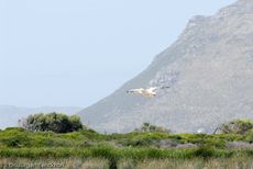 Pelikan (4 von 9).jpg